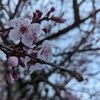 munyin
